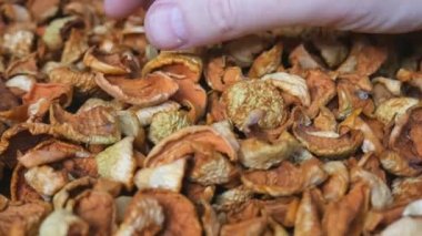 Kış için hasat sırasında dilimlenmiş ve kurutulmuş elmalar. Bir çiftçi, kurutulmuş meyve parçalarının kalitesini kontrol eder..
