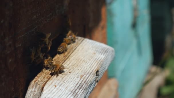 Arılar Arı Kovanından Uçarlar Çalışan Arıların Yakın Görünümü Ormanda Arı — Stok video