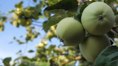 Yaz günü bir ağacın yeşil dallarında olgunlaşmamış elmalar..