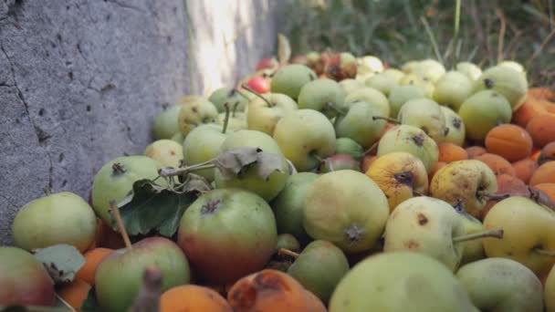 Deponie Mit Morschen Äpfeln Und Aprikosen Weggeworfene Lebensmittelabfälle Kompostierung — Stockvideo