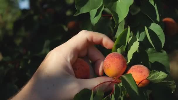 バケツにジューシーなアプリコットを熟す 容器に果実を摘む — ストック動画