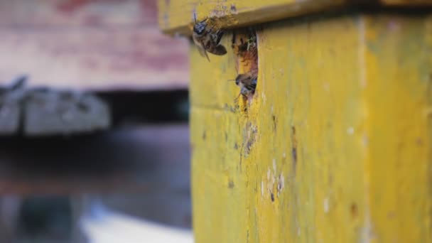 Arılar Arı Kovanından Uçarlar Çalışan Arıların Yakın Görünümü Ormanda Arı — Stok video