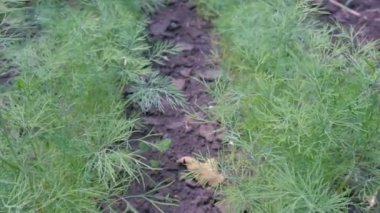 Green dill on the beds in the garden. Greenery grows on the ground