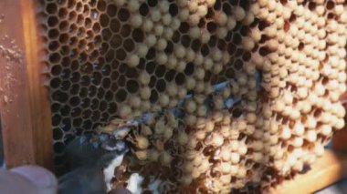 Beekeeper Unseal Honeycomb. A close-up knife opens honeycomb with honey on frame made of beehive