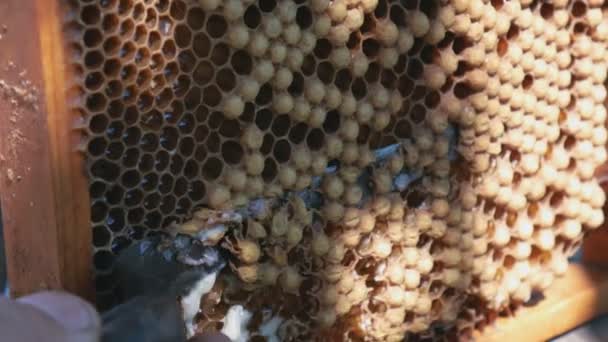 Pszczelarz Odpieczętował Plaster Miodu Nóż Zbliżeń Otwiera Plaster Miodu Miodem — Wideo stockowe