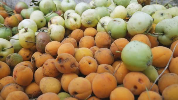 Vertedero Con Manzanas Podridas Albaricoques Desecho Desperdicios Alimentos Compostaje — Vídeo de stock