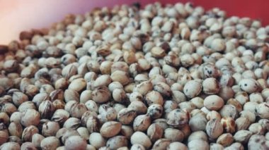 Kurutulmuş kiraz çekirdeği. Tohumların ekilmeye hazırlanması.