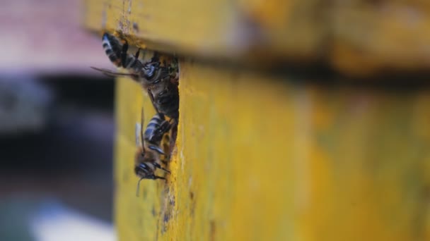 ミツバチはミツバチから飛んで 働くミツバチのクローズアップビュー 森の中の蜂の家 ミツバチのコロニーがミツバチの周りを飛ぶ — ストック動画