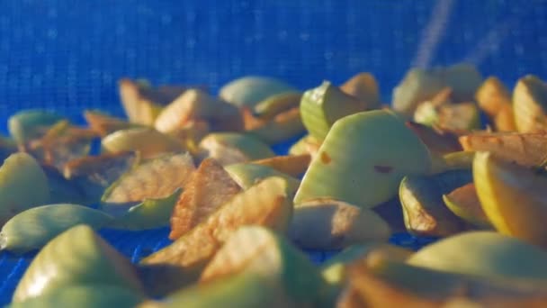 悬浮网状烘干机 用于浆果 在冬天收获苹果的过程 炎炎夏日 切好的苹果片都晒干了 — 图库视频影像