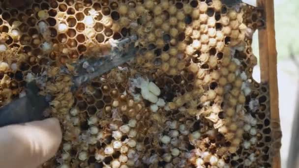 Beekeeper Unseal Honeycomb Uma Faca Close Abre Favo Mel Com — Vídeo de Stock