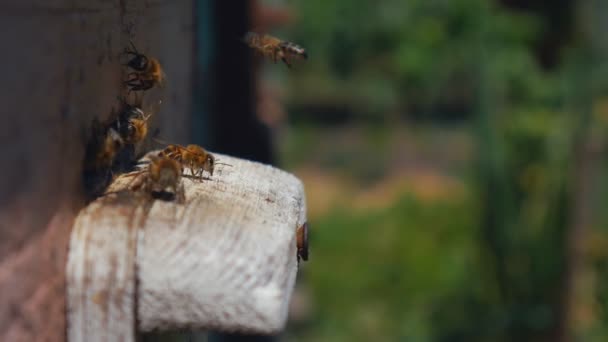 꿀벌은 벌집에서 날아와 일하는 꿀벌을 가까이서 있습니다 숲에서 집입니다 주위를 — 비디오