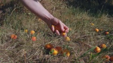 Kayısı hasat süreci. Yaz gününde meyve topluyorum..