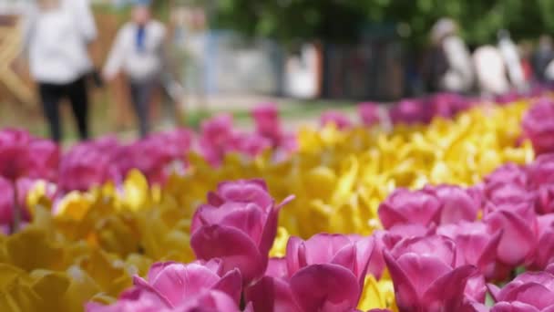 Gente Disfruta Coloridos Tulipanes Multicolores Día Soleado Flores Parque Ciudad — Vídeos de Stock