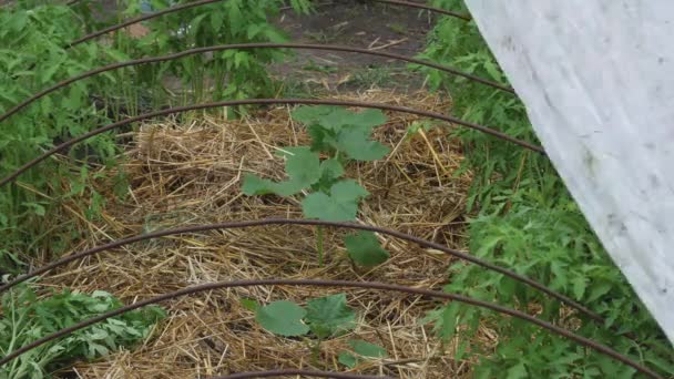Agrovezel Uitrekken Een Zelfgemaakte Kas Plantenverzorging Tuin — Stockvideo