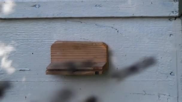 Ett Stort Antal Honungsbin Flyger Bakgrunden Kupan Svärm Insekter Springer — Stockvideo