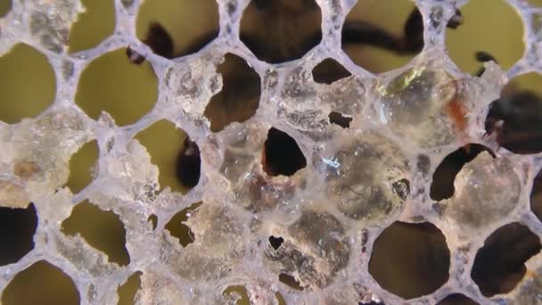 Detailní Makro Včely Konzumující Med Stuhy Soustředí Včely Včelímu Jazyku — Stock video