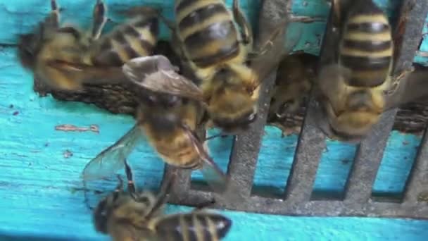 Honingbijen Keren Terug Van Het Verzamelen Van Stuifmeel Nectar Naar — Stockvideo