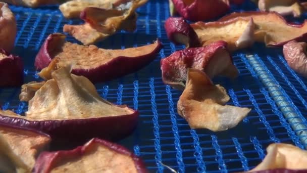 Suspended Mesh Dryer Berries Process Harvesting Apples Winter Pieces Cut — Stock Video