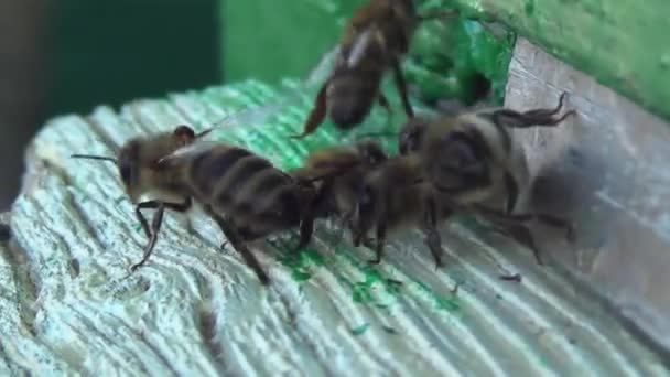 上からミツバチにマイトがついていました ハチの動きは ハイブから飛び出して — ストック動画