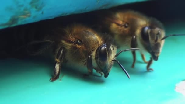 Eine Nahaufnahme Einer Biene Die Ihr Zuhause Sorgfältig Bewacht Ein — Stockvideo
