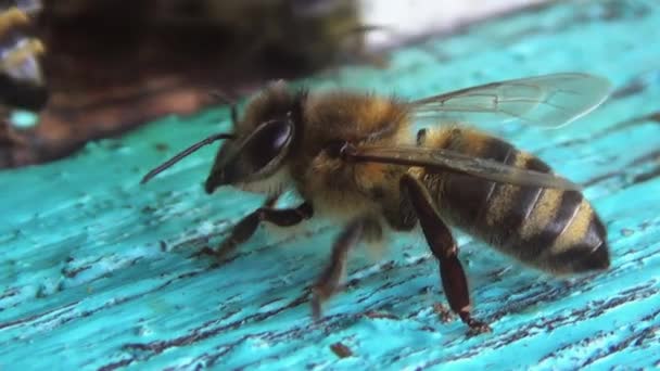一只哨兵昆虫守卫着它的殖民地 蜜蜂在蜂房附近守卫和巡逻 — 图库视频影像