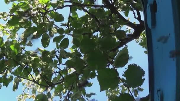 Proti Modré Obloze Létá Velké Množství Včel Roj Hmyzu Pobíhá — Stock video