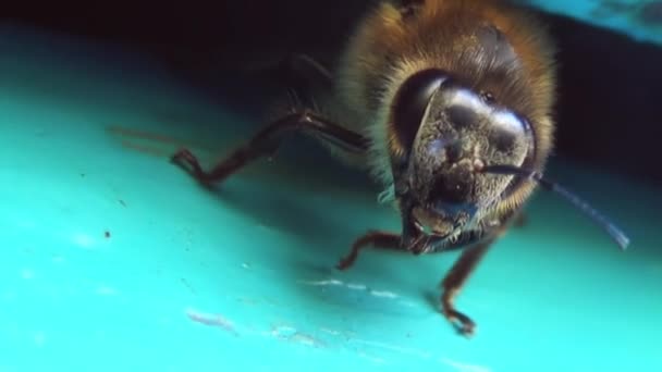 一只蜜蜂小心地守护着它的家的近景 昆虫环视四周的详细图像 — 图库视频影像