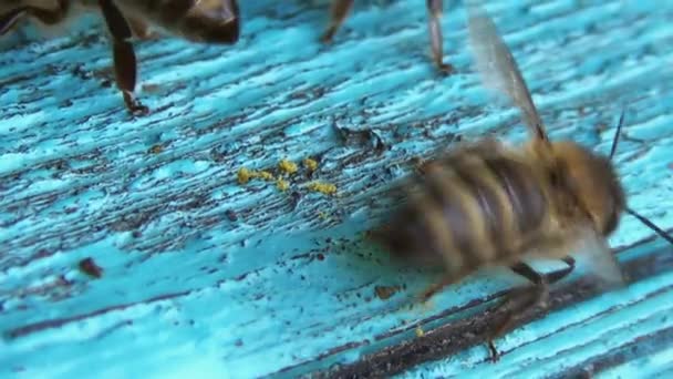 Een Bij Veegt Zijn Benen Van Stuifmeel Het Insect Bereidt — Stockvideo