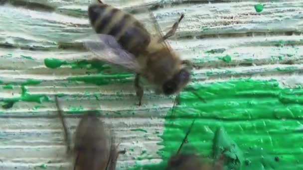 Bal Arılarının Eski Ahşap Kovanlarına Dönüşünün Üst Görüntüsü — Stok video