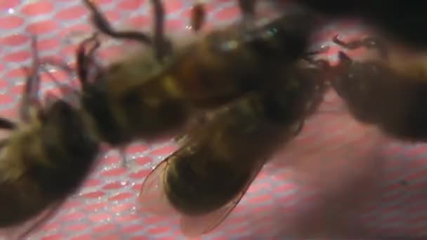 Μέλισσες Σέρνονται Στο Προστατευτικό Δίχτυ Προστασία Εντόμων Για Την Ασφάλεια — Αρχείο Βίντεο