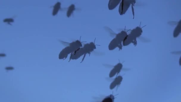 Ett Stort Antal Honungsbin Flyger Mot Den Blå Himlen Svärm — Stockvideo