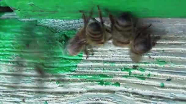Bovenaanzicht Van Honingbijen Die Terugkeren Naar Hun Oude Houten Korf — Stockvideo