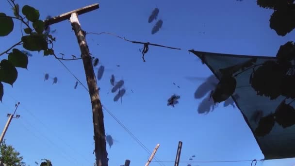 Een Groot Aantal Honingbijen Vliegt Tegen Blauwe Lucht Een Zwerm — Stockvideo
