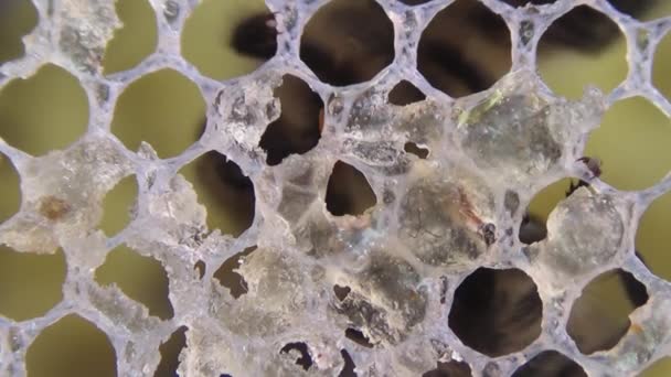 Close Macro Bee Consuming Honey Ribbons Focus Bee Bees Tongue — Stock Video