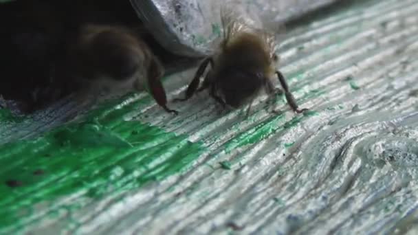 Honungsbin Återvänder Från Att Samla Pollen Och Nektar Till Gammal — Stockvideo