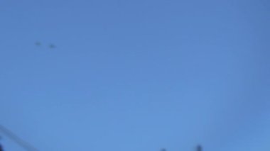 Mavi gökyüzüne karşı çok sayıda bal arısı uçuyor. Bir yaz günü bir böcek sürüsü etrafta koşuşturuyor..