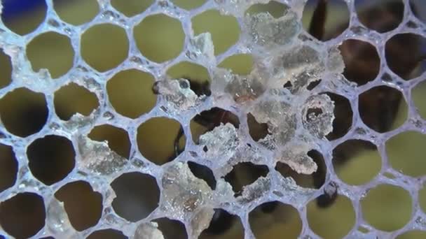 Detailní Makro Včely Konzumující Med Stuhy Soustředí Včely Včelímu Jazyku — Stock video