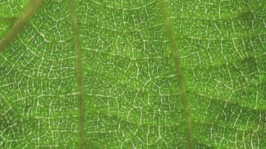 Makro arka planda taze yeşil bir yaprak. Yaprak damarları dokusu ve deseni ile yakın.