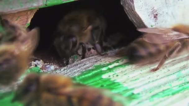蜜蜂从采集花粉和花蜜返回到一个古老的木制蜂窝 蜜蜂很快地进出蜂窝 显示出它们的勤勉 — 图库视频影像