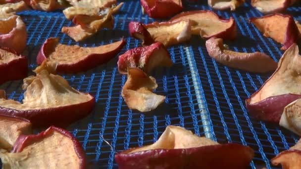 Séchoir Mailles Suspendues Pour Baies Processus Récolte Des Pommes Pour — Video