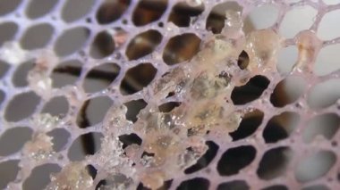 Bal yiyen bir arının yakın çekim makrosu. Kurdeleler arıdan arıya su içerken odaklanır.