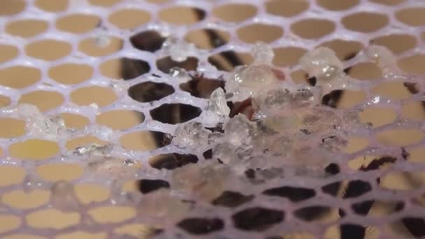Een Close Macro Van Een Bijenverslindende Honing Linten Richten Zich — Stockvideo