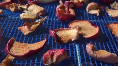 Böğürtlen için askıya alınmış ağ kurutma makinesi. Kış için elma hasat etme süreci. Sıcak bir yaz gününde kesilmiş elma parçaları kurur.