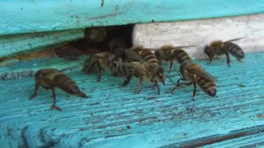 Bal arıları polen ve nektar toplamaktan eski bir ahşap arı kovanına dönüyorlar. Arılar kovanlara çok çabuk girip çıkıyorlar. Bu da çalışkanlıklarını gösteriyor..