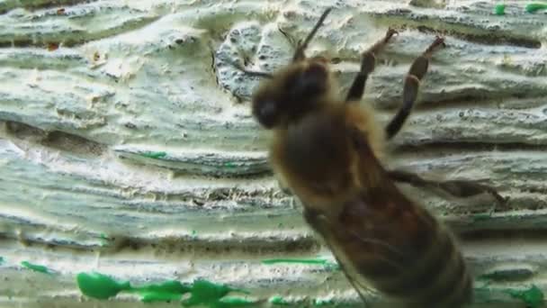 Pohled Shora Včely Vracející Svého Starého Dřevěného Úlu — Stock video