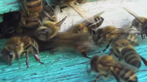 Abelhas Voltam Coleta Pólen Néctar Para Uma Velha Colmeia Madeira — Vídeo de Stock