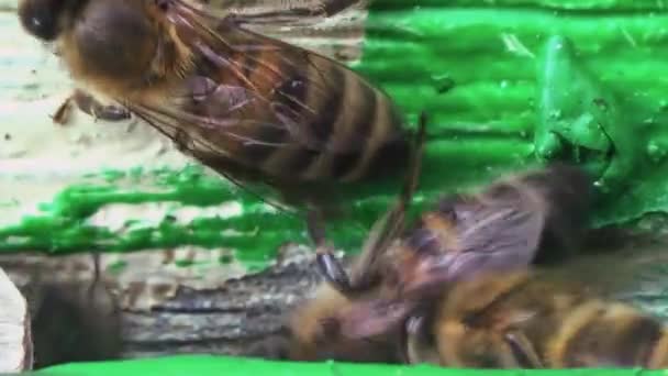 古い木の巣に戻ってくる蜂蜜のトップビュー — ストック動画