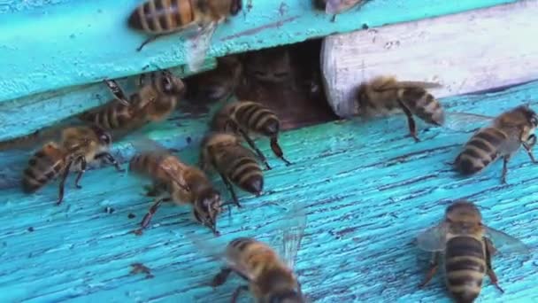 Bal Arıları Polen Nektar Toplamaktan Eski Bir Ahşap Arı Kovanına — Stok video