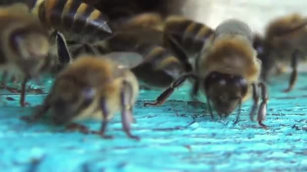 蜜蜂小心地清洁蜂房附近 昆虫用泥土清扫它们家的入口 — 图库视频影像
