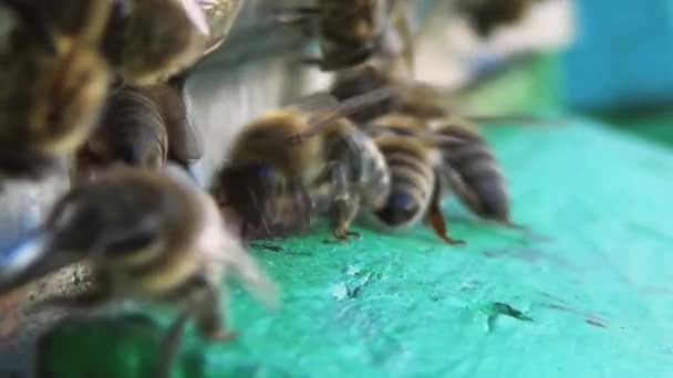 Les Abeilles Nettoient Soigneusement Près Leur Ruche Les Insectes Nettoient — Video